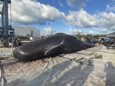 Endangered Whale Found Dead in Florida From Plastic Pollution