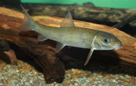 File:White Sucker, Catostomus commersonii.jpg - Wikipedia