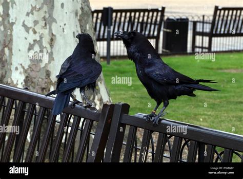 Tower of london ravens hi-res stock photography and images - Alamy