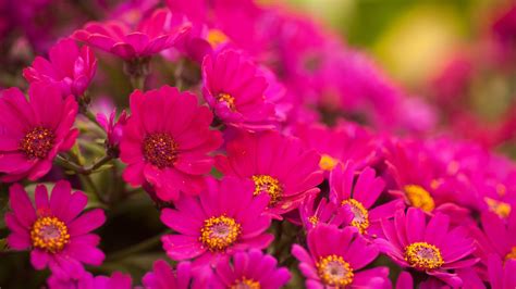 Amazing Pink Flowers wallpaper | 1920x1080 | #7443