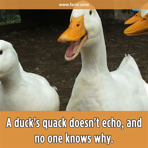 A duck's quack doesn't echo, and no... • Facts Zone