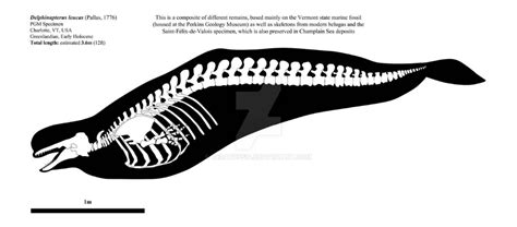 Skeletal Anatomy | Beluga Whale by Ceratopsia on DeviantArt