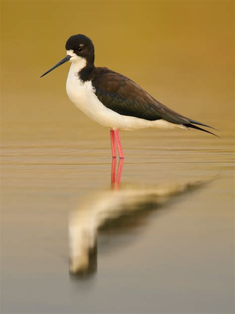 Black-necked Stilt (Hawaiian Stilt) (Local Name: Ae'o) 1