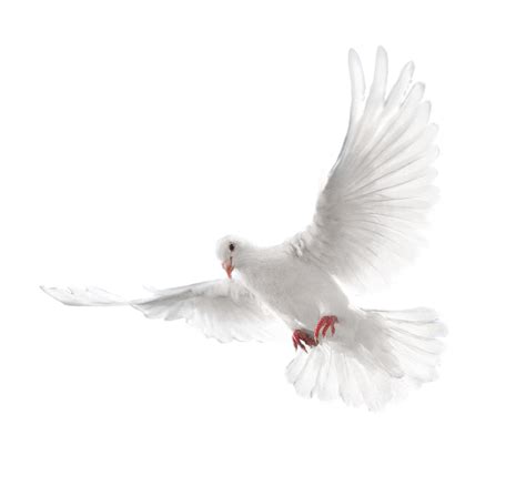 White flying pigeon PNG image | Flying pigeon, Pigeon, Png images