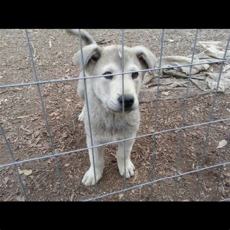 husky/wolf/lab mix puppy... This is what my boy Bear looks like! Except he's a dark fawn color ...