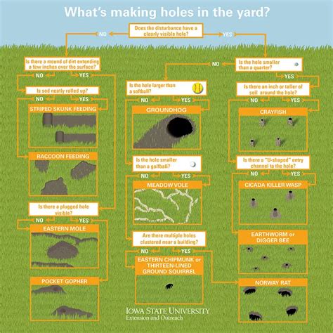 Snake Holes vs Squirrel Holes (How to Tell the Difference)