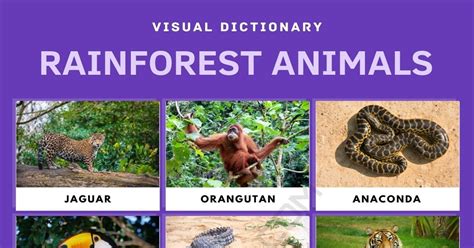 Rainforest Animals: List of Rainforest Animals with Facts & Pictures • 7ESL