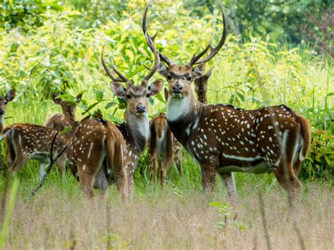 Chitwan National Park (Official GANP Park Page)