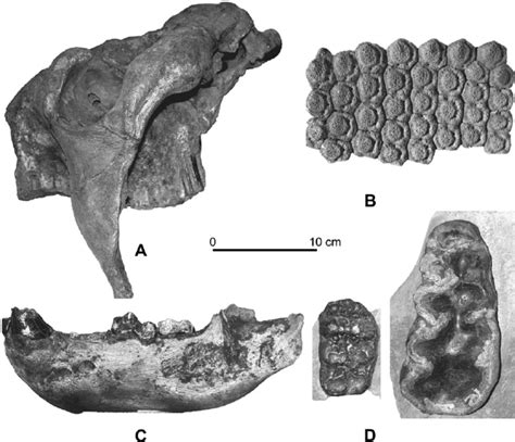 Some fossil mammals from Tarija valley. A: Glyptodon munizi MNPA-V ...