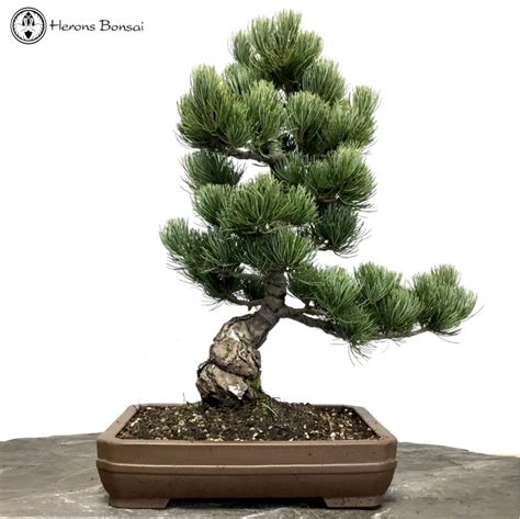 Japanese White Pine Bonsai Tree | Herons Bonsai Nursery