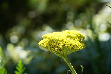 Achillea Yarrow Yellow - Free photo on Pixabay - Pixabay