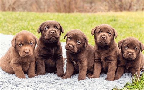 Download wallpapers chocolate labrador, puppies, cute animals, dogs, pets, cute dogs, labradors ...