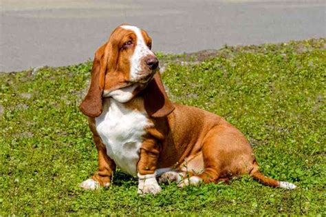 Basset Hound Colors - The Many Hues Of Basset Hound Coats