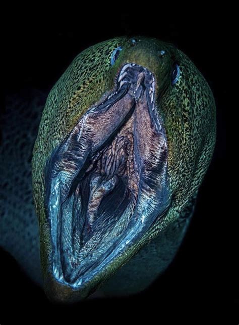Moray eels have glass teeth and 2 sets of jaws. : r/Damnthatsinteresting