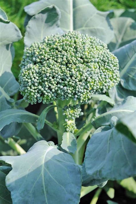 The 10 Best Broccoli Varieties to Grow at Home | Gardeners Path