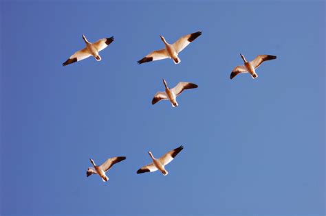 Snow Geese | Focusing on Wildlife