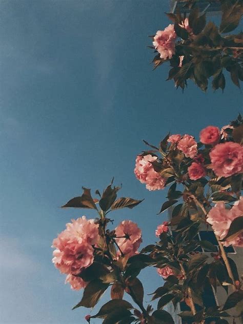 FLOWER VINTAGE WALL, aesthetic, flower vintage, flowers, iphone, nature, samsung, HD phone ...