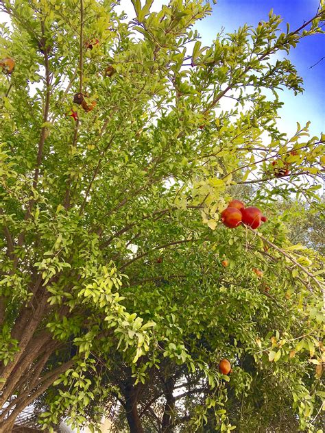 Pomegranate Ashdod - Free photo on Pixabay - Pixabay
