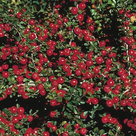 Cranberry Cotoneaster (Cotoneaster apiculatus) | My Garden Life