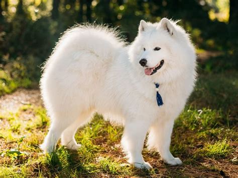 Giống Chó Samoyed Thuần Chủng Giá Bao Nhiêu Tiền? Giá Chó Samoyed Tại Sieupet.