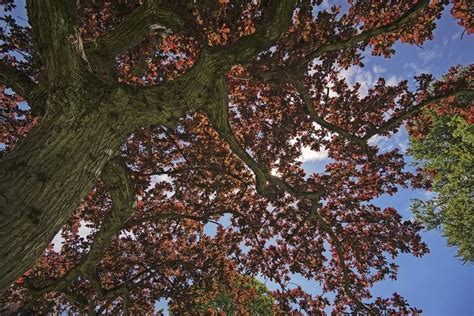 New Jersey's State Tree: The Majestic Red Oak - Trees Unlimited