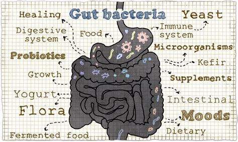 How probiotics work in the body and their health benefits