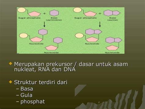 7. nukleotida dan asam nukleat