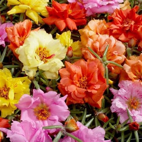 Portulaca Moss Rose Mix Ground Cover Seeds Portulaca | Etsy