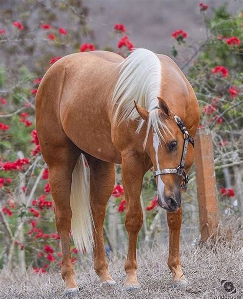 427 best Photo's, Horse, Palomino images on Pinterest | Beautiful horses, Horses and Palomino