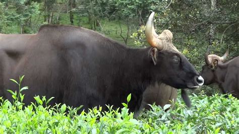 Gaur & Calf, Valparai - YouTube