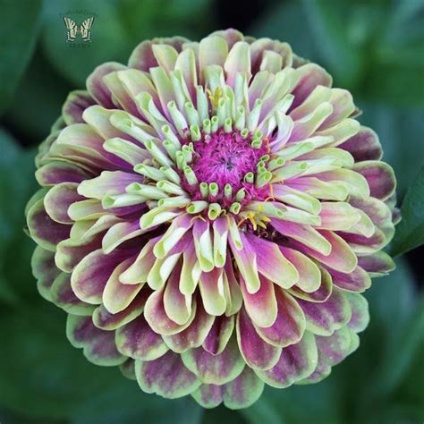 Zinnia Seeds - 126 Zinnias - Huge Selection of Annual Flower Seeds