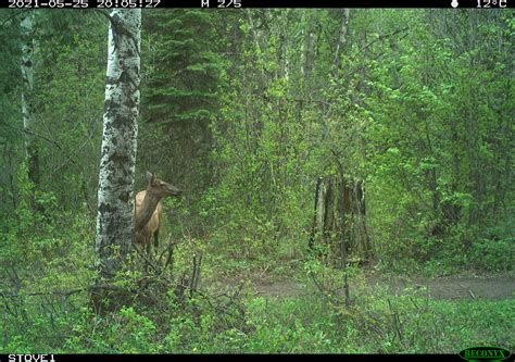 Caribou Habitat Gain & Loss : Wildlife Science Centre