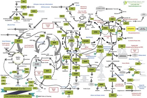 Methylation Cycle Balancing — Balanced Body Quest