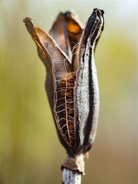 Future Lilies | Seed pods, Seeds, Flower seeds