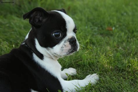 Boston Terrier - Pictures, Information, Temperament, Characteristics | Animals Breeds