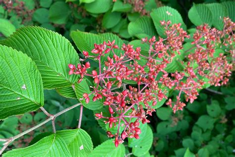 VIBURNUM — Vineyard Gardens