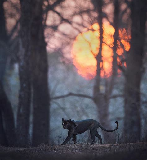 black leopard from Karnataka, India – kimcampion.com