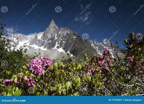 Alpine rose stock image. Image of nature, outside, flora - 77165207