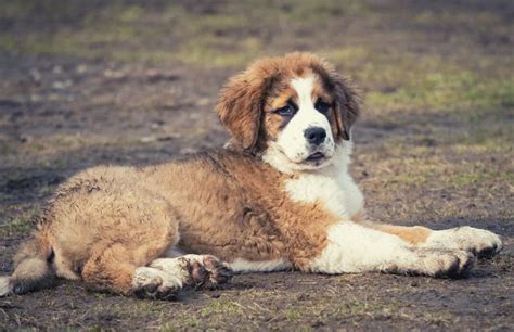 St Bernard Mastiff Mix Puppies