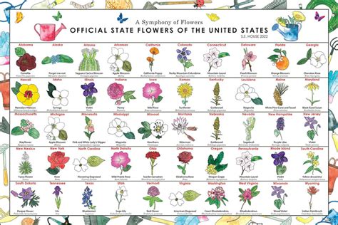 State Flowers Poster, Flowers of North America, Flowers of the United ...