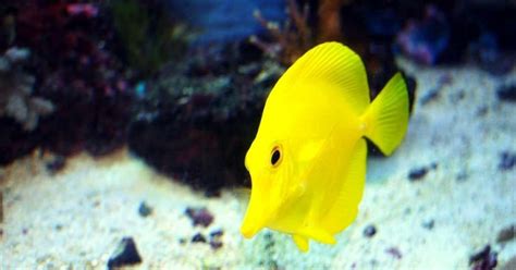 Yellow Tang Care and Info Guide ( Zebrasoma Flavescens )