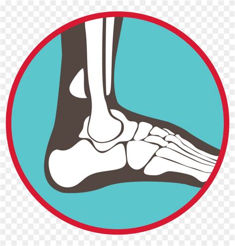 Bones Of The Ankle And Foot Graphic - Howth - Free Transparent PNG ...