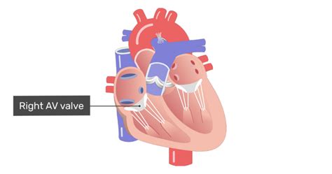 Atrioventricular Valve Function