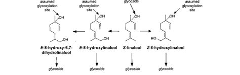 Structures of linalool and derivatives formed in transgenic potato... | Download Scientific Diagram