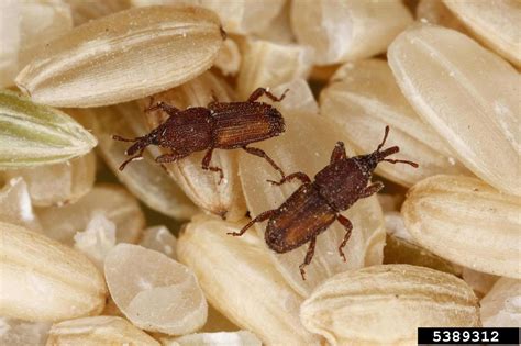 Fact sheet - Rice (lesser grain) weevil (338)