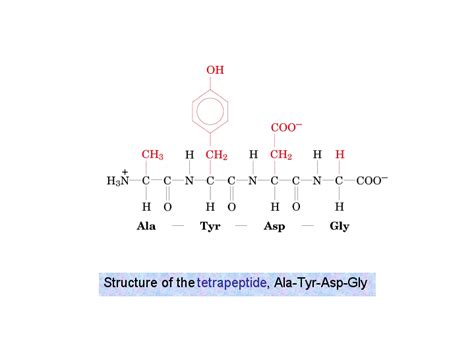 Structure of the tetrapeptide, Ala-Tyr-Asp-Gly