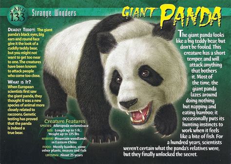 Giant Panda | Weird n' Wild Creatures Wiki | Fandom