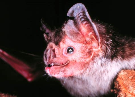 Knowledge of Animals: Vampire bats