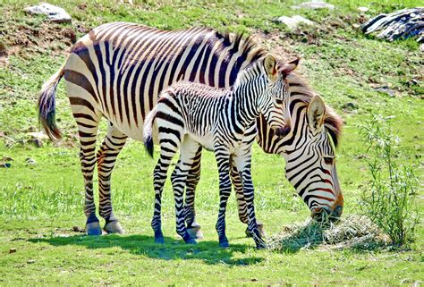 The World of Zebras. Explore the Charm of Africa's Striped Creatures.