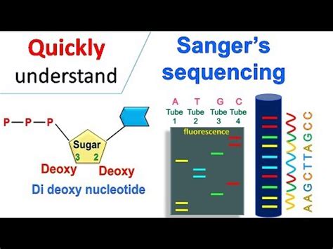 Sanger DNA Sequencing - Gel Electrophoresis Animation - VidoEmo ...